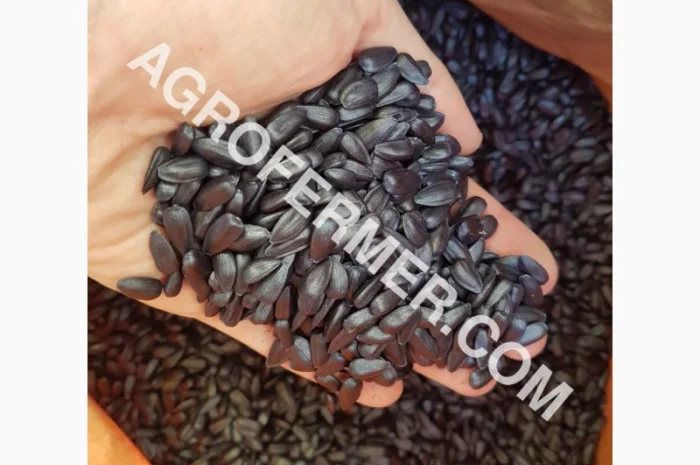 Семена масличного подсолнечника NELSON F - 699 Канадский трансгенный гибрид- фото № 3