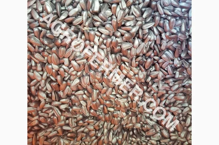 Семена масличного подсолнечника NELSON F - 699 Канадский трансгенный гибрид- фото № 4