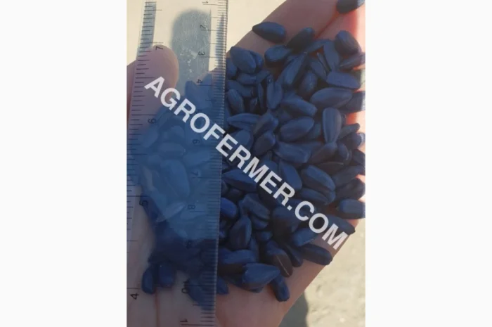 Семена масличного подсолнечника NELSON F - 699 Канадский трансгенный гибрид- фото № 5