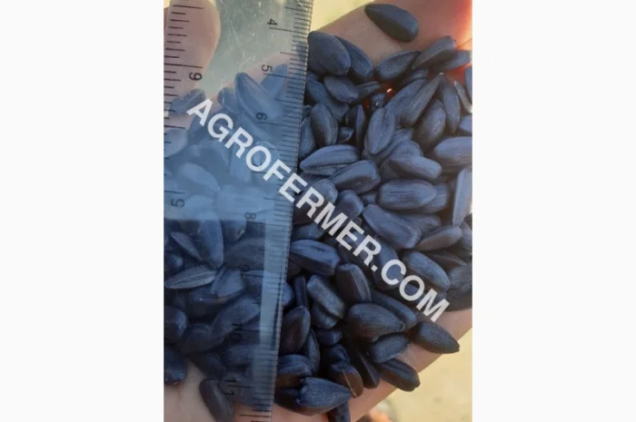 Семена масличного подсолнечника NELSON F - 699 Канадский трансгенный гибрид- фото № 6