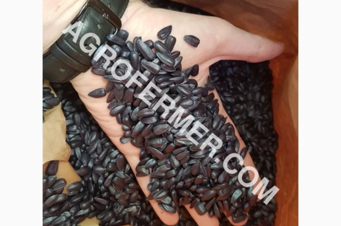 Семена масличного подсолнечника NELSON F - 699 Канадский трансгенный гибрид- фото № 8