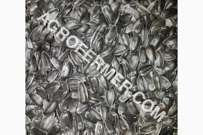 Семена подсолнечника VIKING F 696 канадский трансгенный гибрид- фото № 2