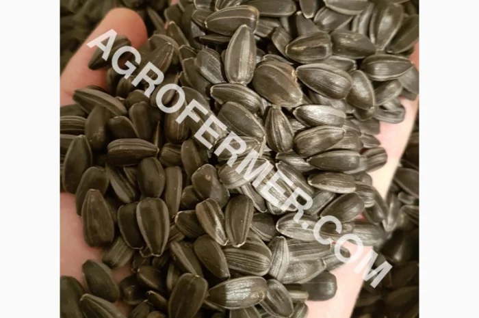 Семена подсолнечника VIKING F 696 канадский трансгенный гибрид- фото № 3