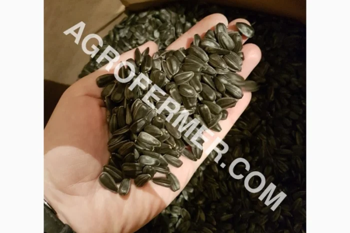 Семена подсолнечника VIKING F 696 канадский трансгенный гибрид- фото № 4