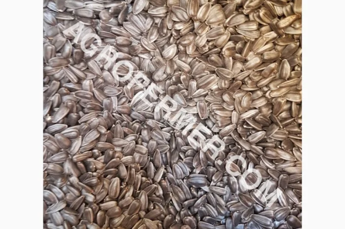 Семена подсолнечника VIKING F 696 канадский трансгенный гибрид- фото № 5