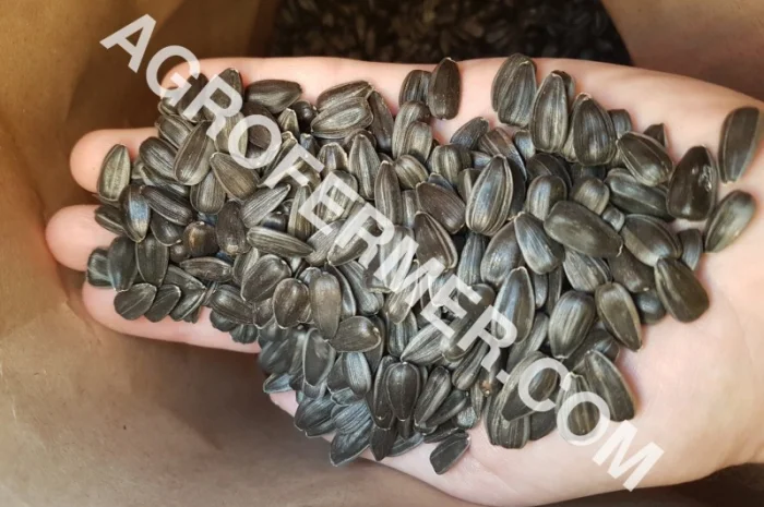 Семена подсолнечника VIKING F 696 канадский трансгенный гибрид- фото № 6