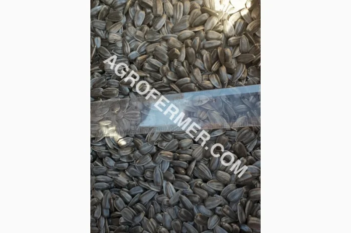 Семена подсолнечника VIKING F 696 канадский трансгенный гибрид- фото № 7