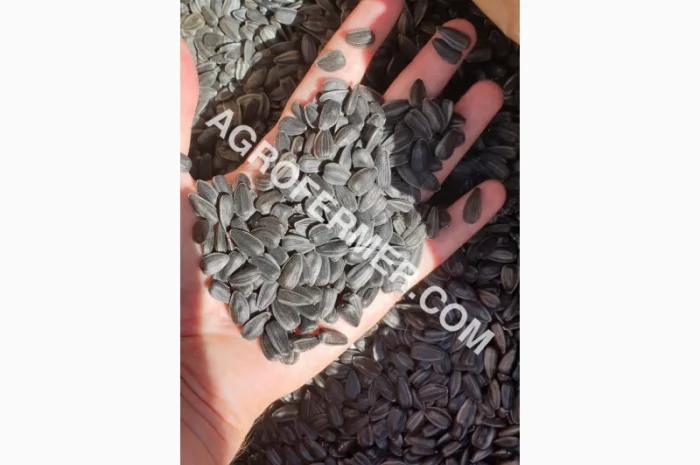 Семена подсолнечника VIKING F 696 канадский трансгенный гибрид- фото № 8