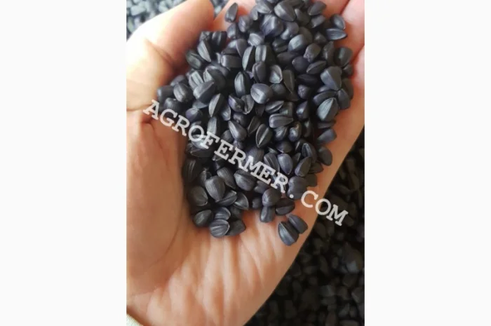 Семена подсолнечника NEWTON- фото № 1