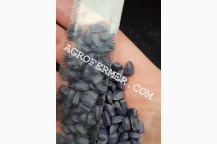 Семена подсолнечника NEWTON- фото № 2