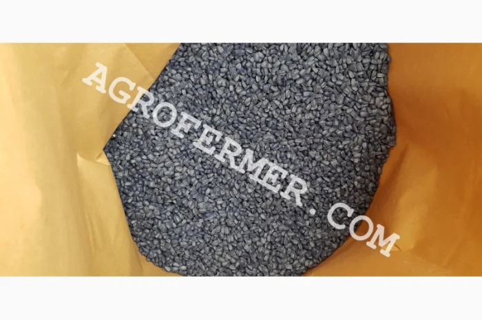 Семена подсолнечника NEWTON- фото № 3