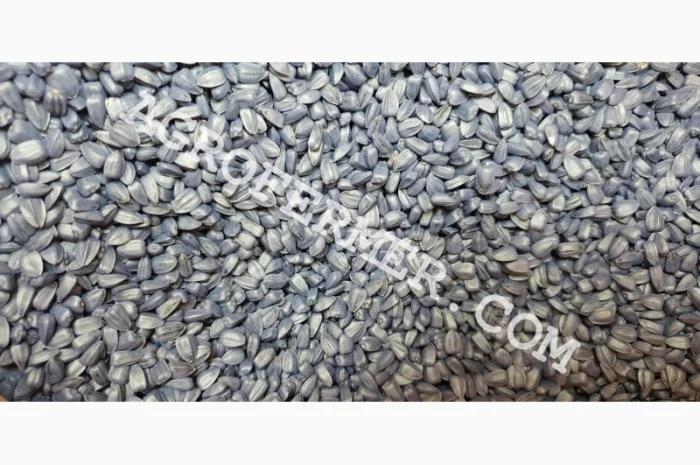 Семена подсолнечника NEWTON- фото № 4