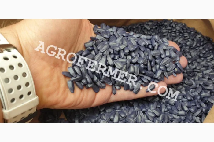 Семена подсолнечника FORK (трансгенный гибрид) в продаже- фото № 1