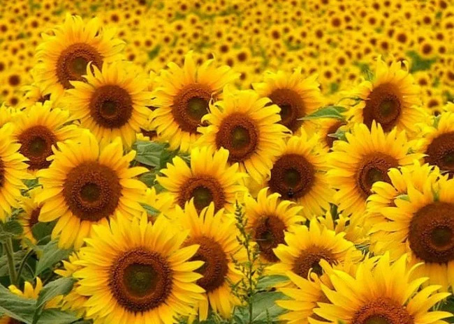 Купуємо у виробників соняшник- фото № 1