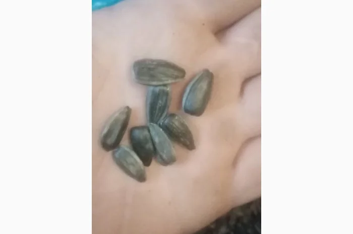 Продам насіннякондитерского подсолнуха сорт СПК- фото № 1