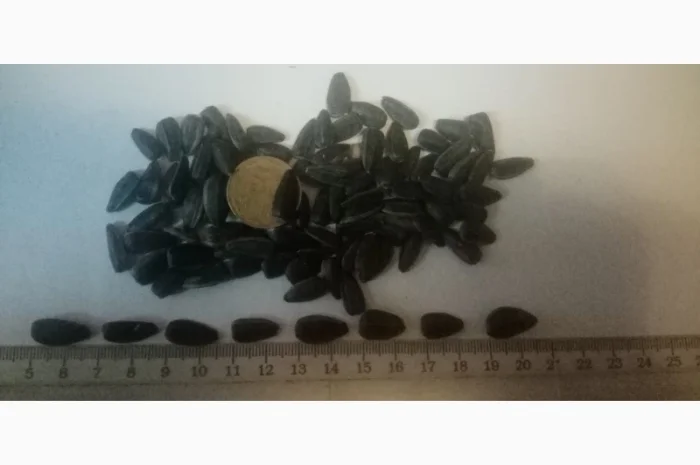 Продам насіннякондитерского подсолнуха сорт СПК- фото № 2