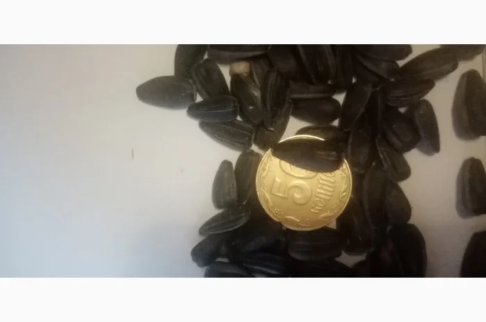 Продам насіннякондитерского подсолнуха сорт СПК- фото № 3