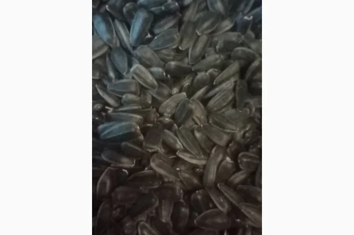 Продам насіннякондитерского подсолнуха сорт СПК- фото № 4