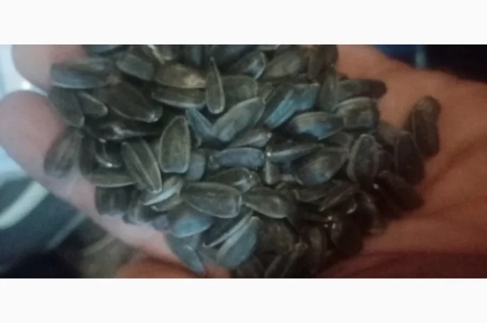 Продам насіннякондитерского подсолнуха сорт СПК- фото № 5