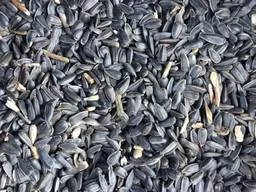 Закуповуємо соняшник з поля з місця- фото № 1