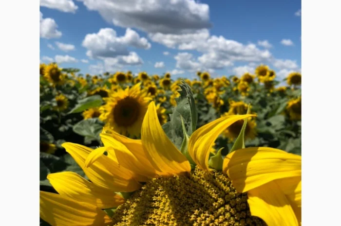 Продам Соняшник- фото № 1