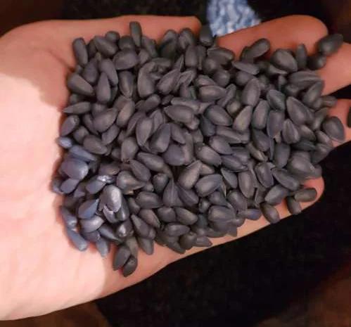 Семена подсолнечника CRESTON FS 799- фото № 1