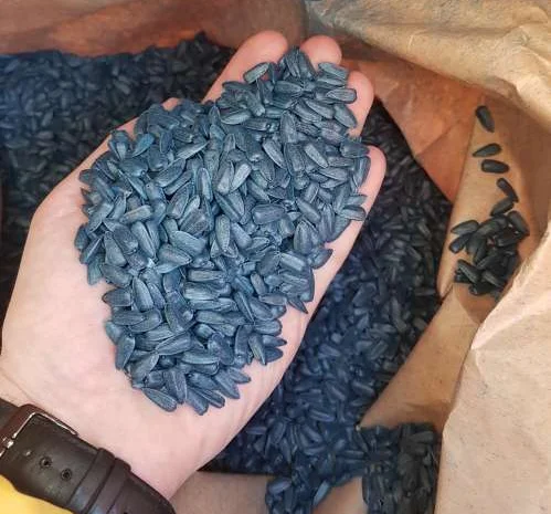 Семена подсолнечника PAYTON F 236- фото № 1