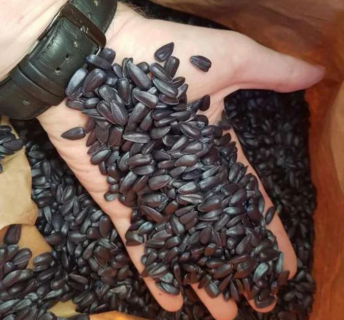 Семена подсолнечника NELSON F-699- фото № 1