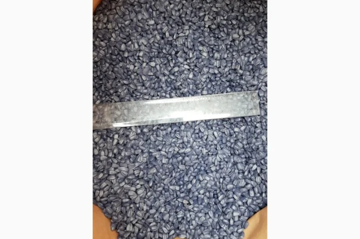 Семена подcолнечника NEWTON канадский трансгенный гибрид- фото № 1