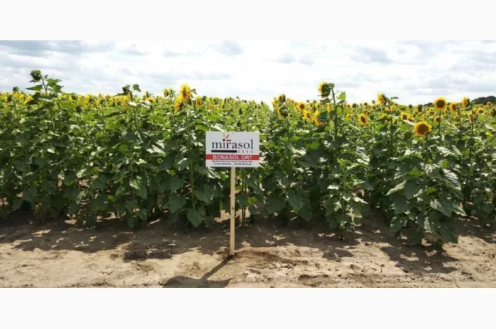 Соняшник гібрид ''Бонасол'' Mirasol Seed (Іспанія)- фото № 1