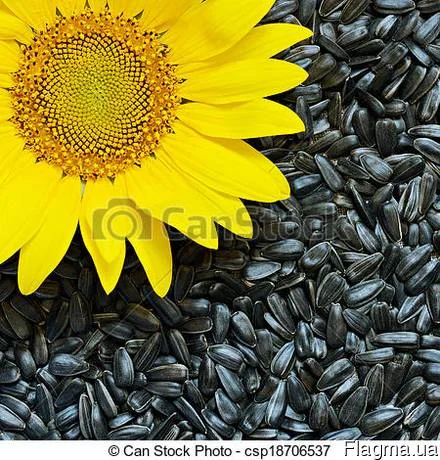 Закупка подсолнечника- фото № 1