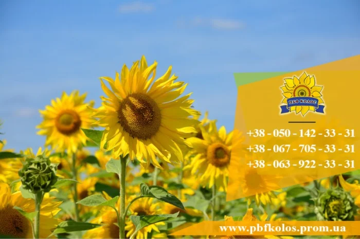 Семена подсолнечника Ясон / Насіння соняшника- фото № 3