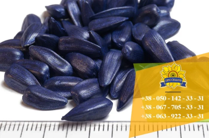 Семена подсолнечника Ясон / Насіння соняшника- фото № 4