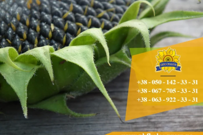 Семена подсолнечника Ясон / Насіння соняшника- фото № 6