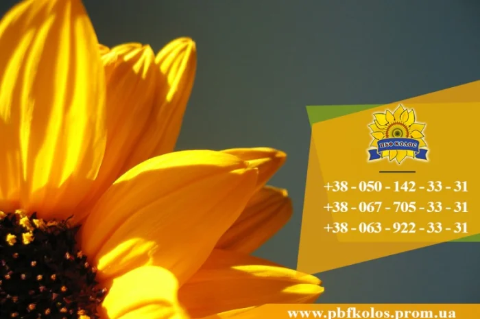 Семена подсолнечника Ясон / Насіння соняшника- фото № 7