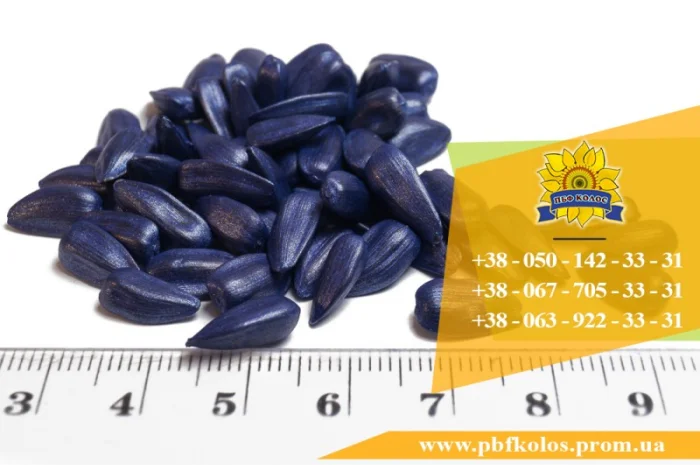 Семена подсолнечника Ясон / Насіння соняшника- фото № 8