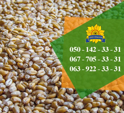 Насіння від виробника: соняшник, кукурудза, пшениця- фото № 6