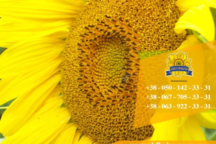 Семена подсолнечника / Насіння соняшника Базальт- фото № 1