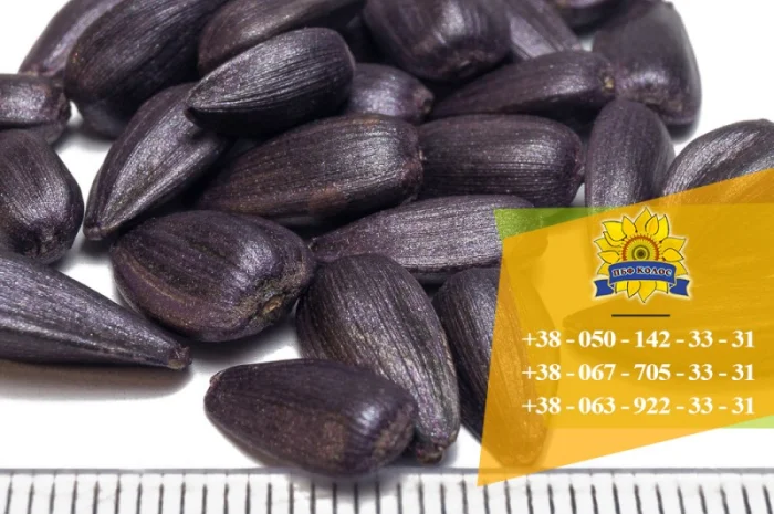Семена подсолнечника / Насіння соняшника Базальт- фото № 5
