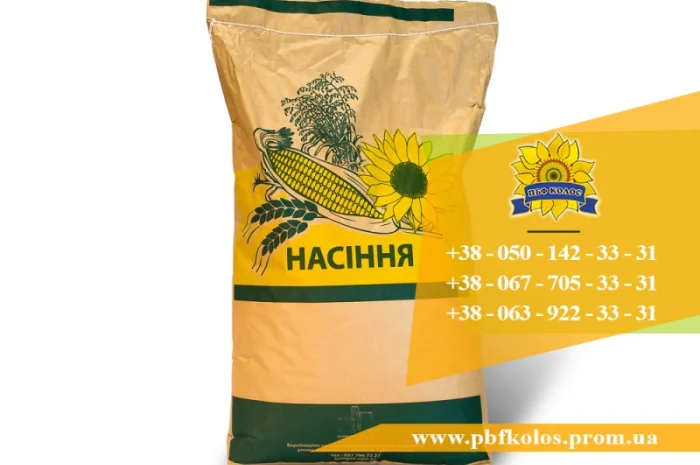 Семена подсолнечника / Насіння соняшника Златсон- фото № 2