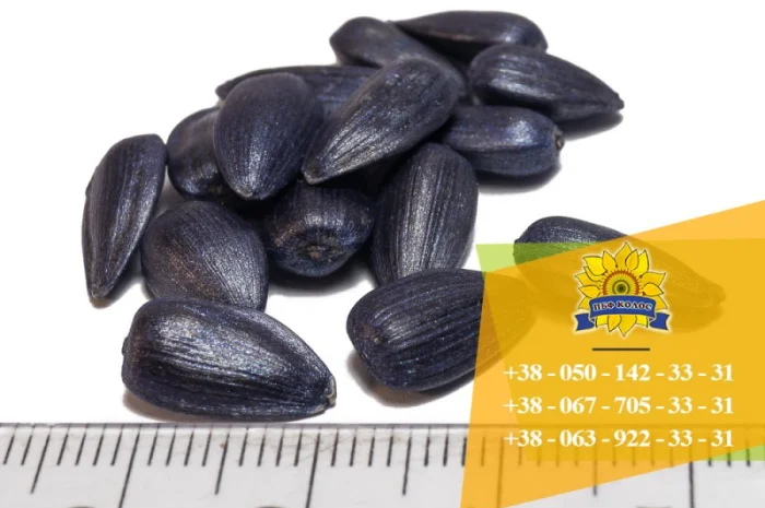 Семена подсолнечника / Насіння соняшника Златсон- фото № 4