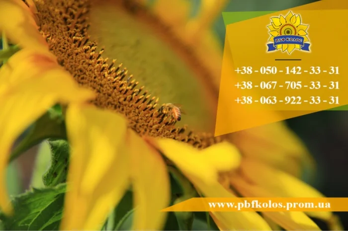 Семена подсолнечника / Насіння соняшника Златсон- фото № 5