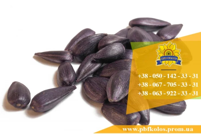 Семена подсолнечника / Насіння соняшника Гусляр- фото № 2