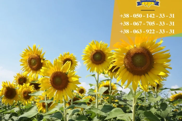 Семена подсолнечника / Насіння соняшника Гусляр- фото № 3