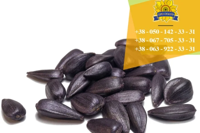 Семена подсолнечника / Насіння соняшника Гусляр- фото № 4