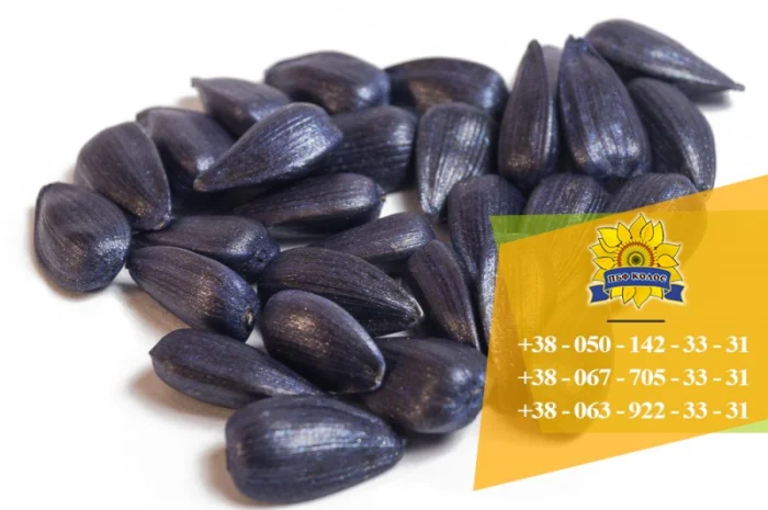 Семена подсолнечника / Насіння соняшника Форвард- фото № 2