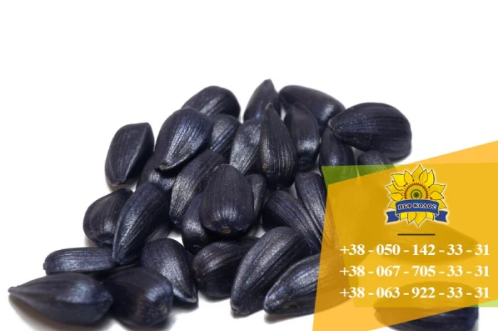 Семена подсолнечника / Насіння соняшника Форвард- фото № 5