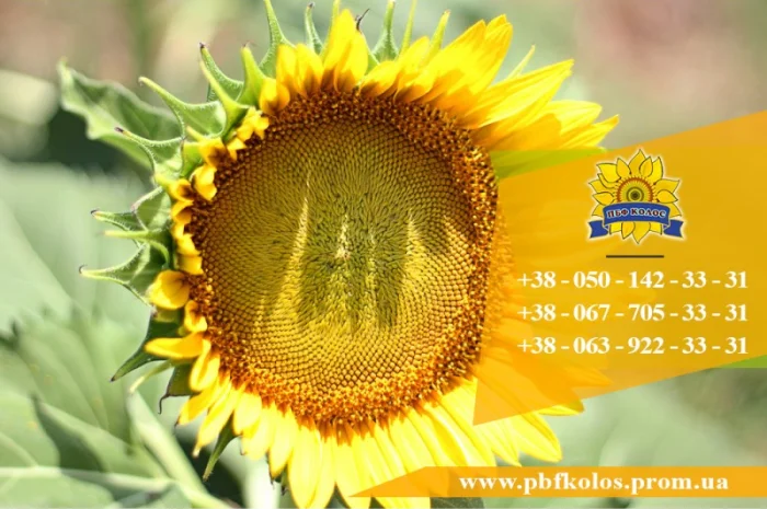 Семена подсолнечника / Насіння соняшника Форвард- фото № 6