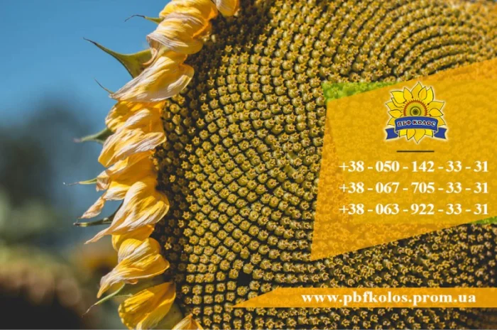 Семена подсолнечника / Сертифіковане насіння соняшника- фото № 8