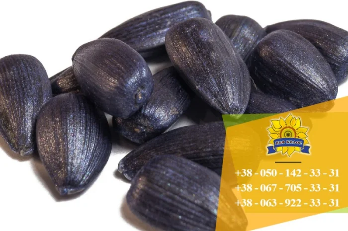 Семена подсолнечника / Сертифіковане насіння соняшника- фото № 11